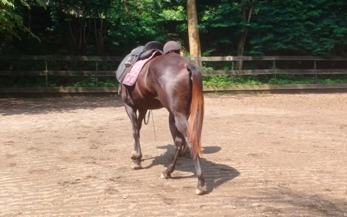 Yoga for the horse