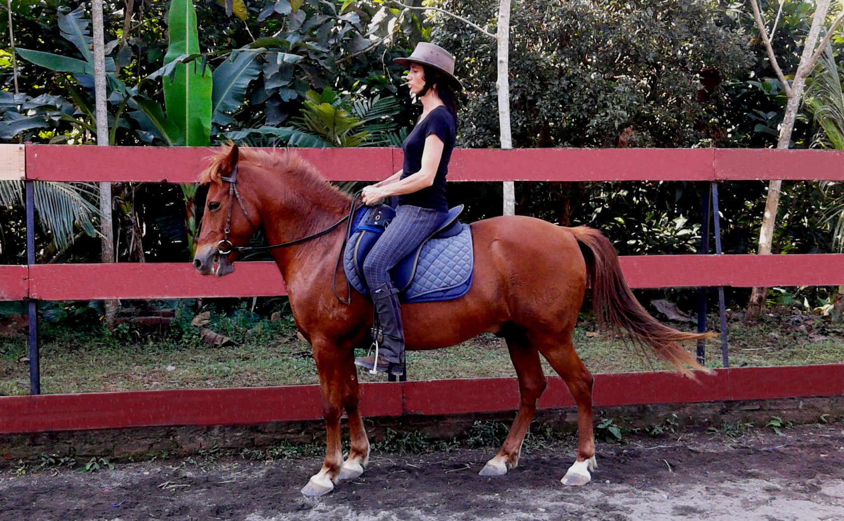 Classical dressage with the poll as the highest point, and with loose reins