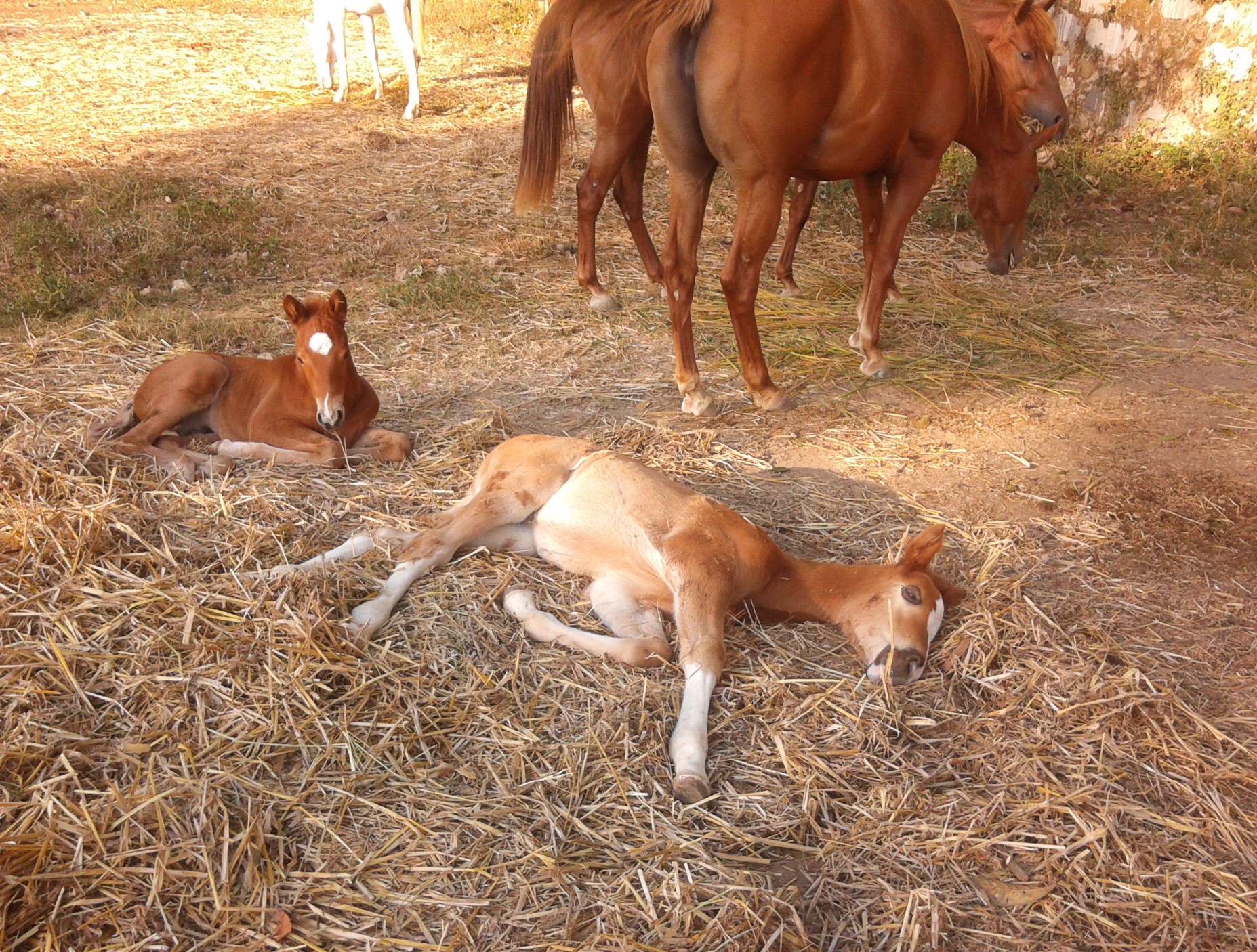 breeding & foaling