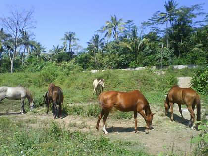 pasture & paddocks