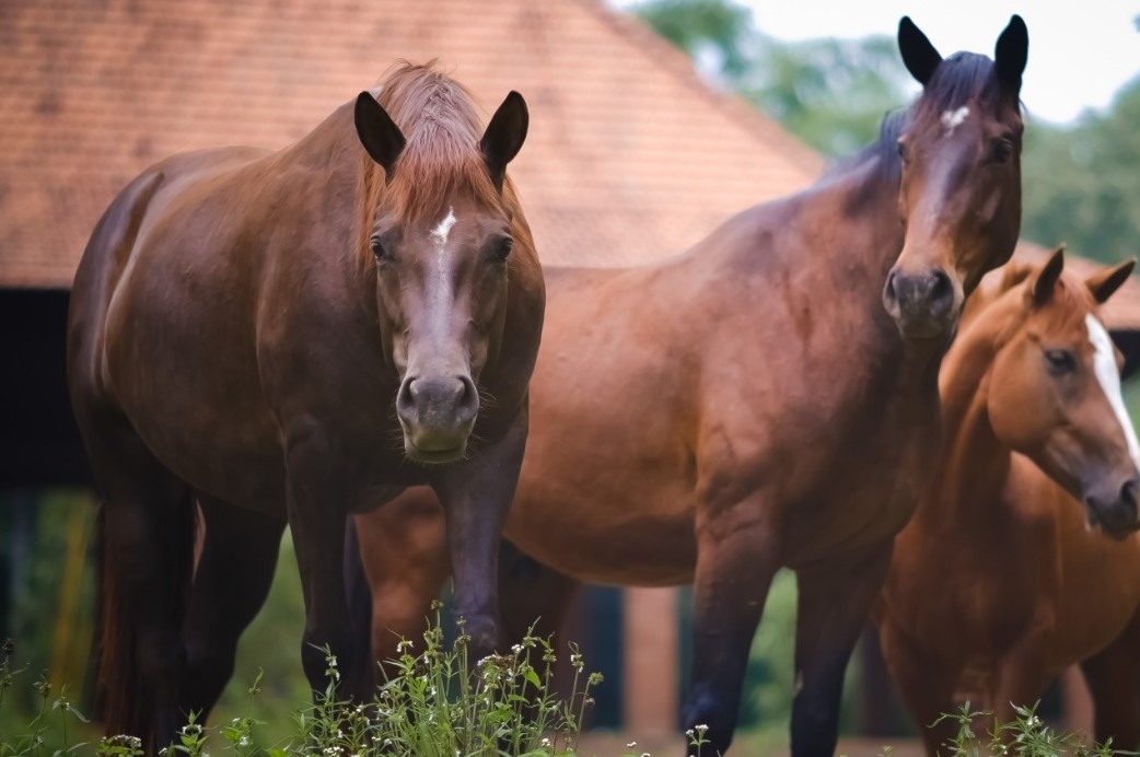 miniature horse hoof boots