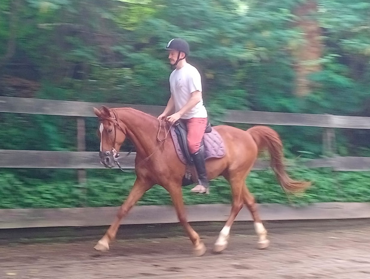 Dressage on a loose rein: the horse is in self carriage