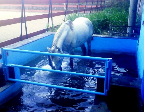 equine spa