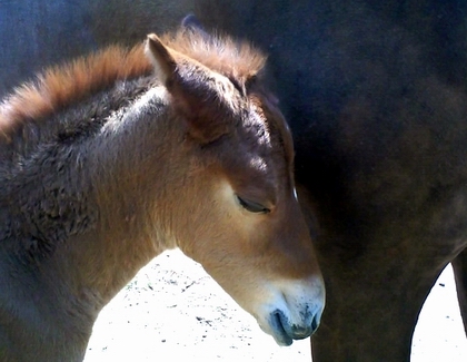 breeding & foaling