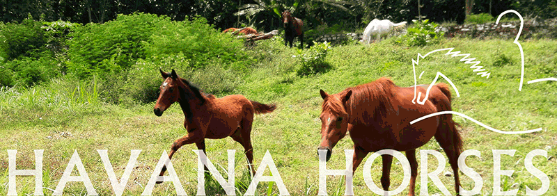 Havana Horses - fotografie Ferry Irawan