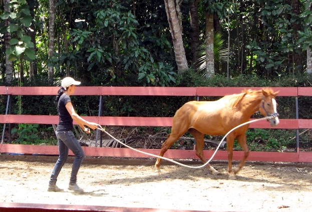 Picadero 11,3 x 11,3 m