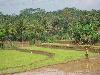 ricefields (sawah)