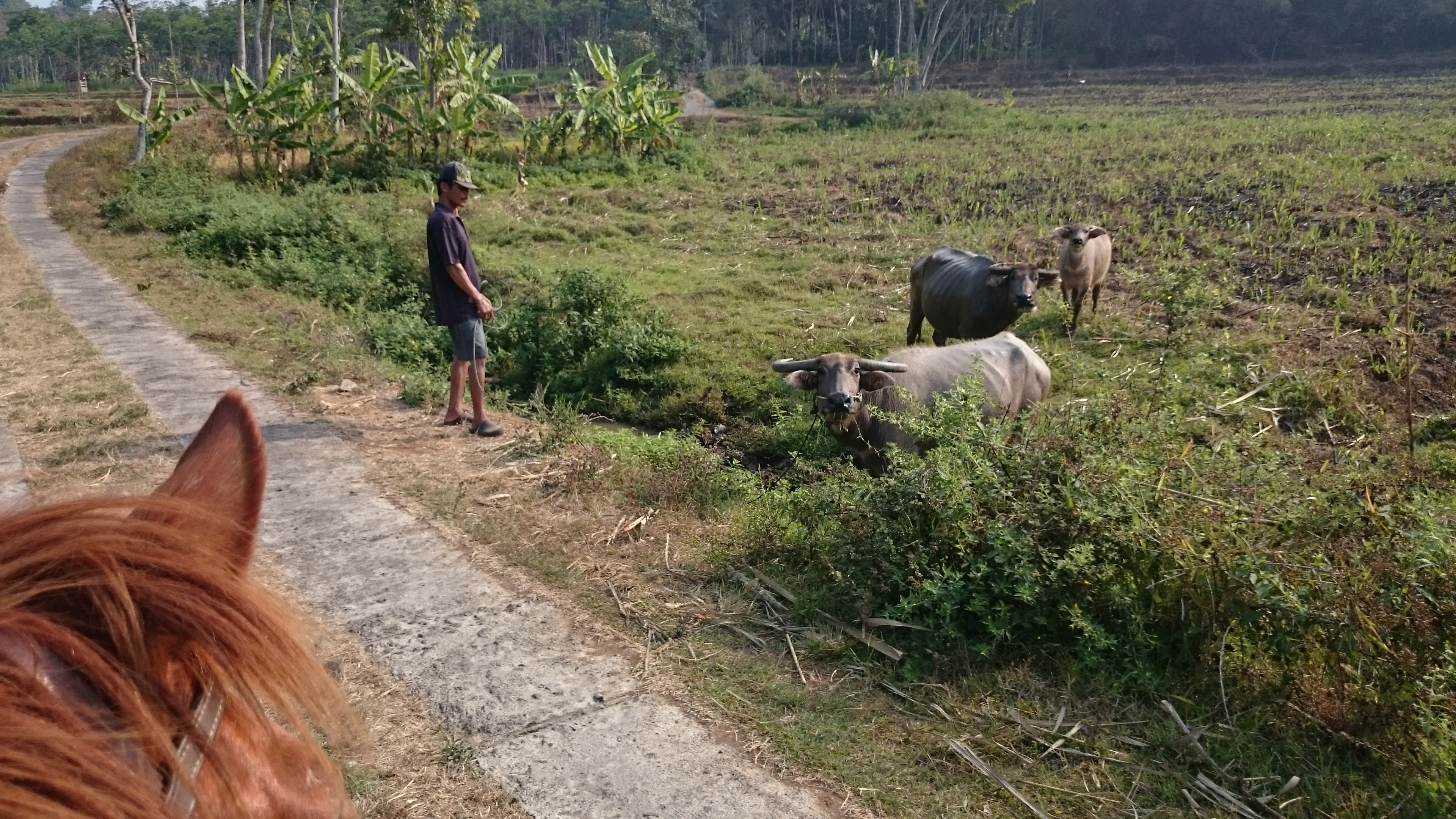 Trail ride through the rice fields