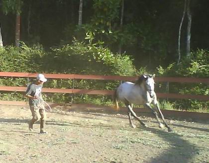Working loose of a young horse