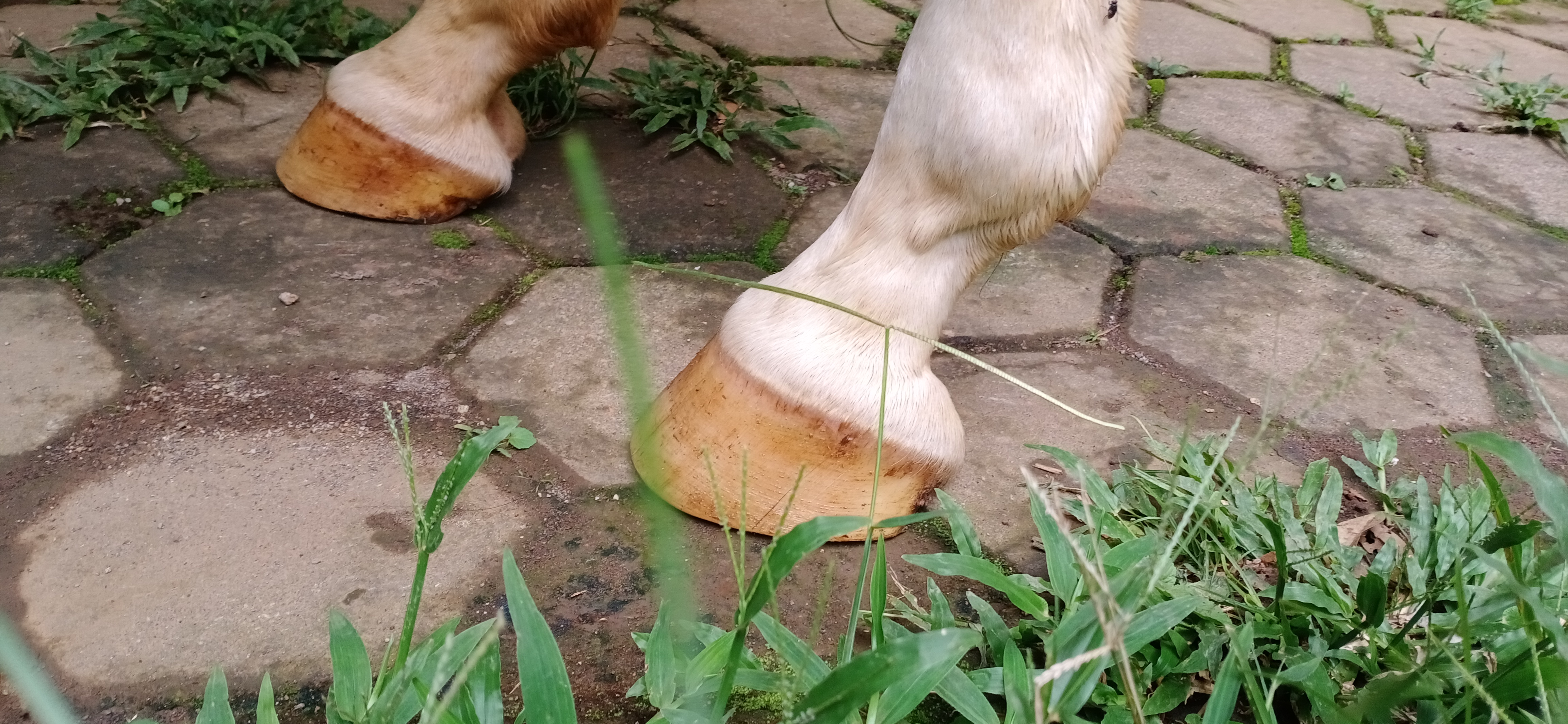 Barefoot Trimming for Horses: Benefits for the Hoof | Mad Barn